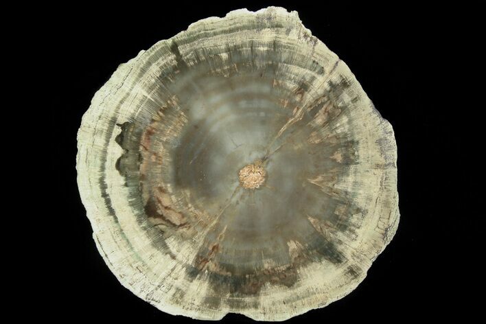 Triassic Petrified Wood (Woodworthia) Slab - Zimbabwe #78892